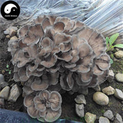 Maitake Powder, Grifola Frondosa, Dancing Mushroom, Hui Shu Hua 灰树花, Wu Rong 舞茸-Health Wisdom™