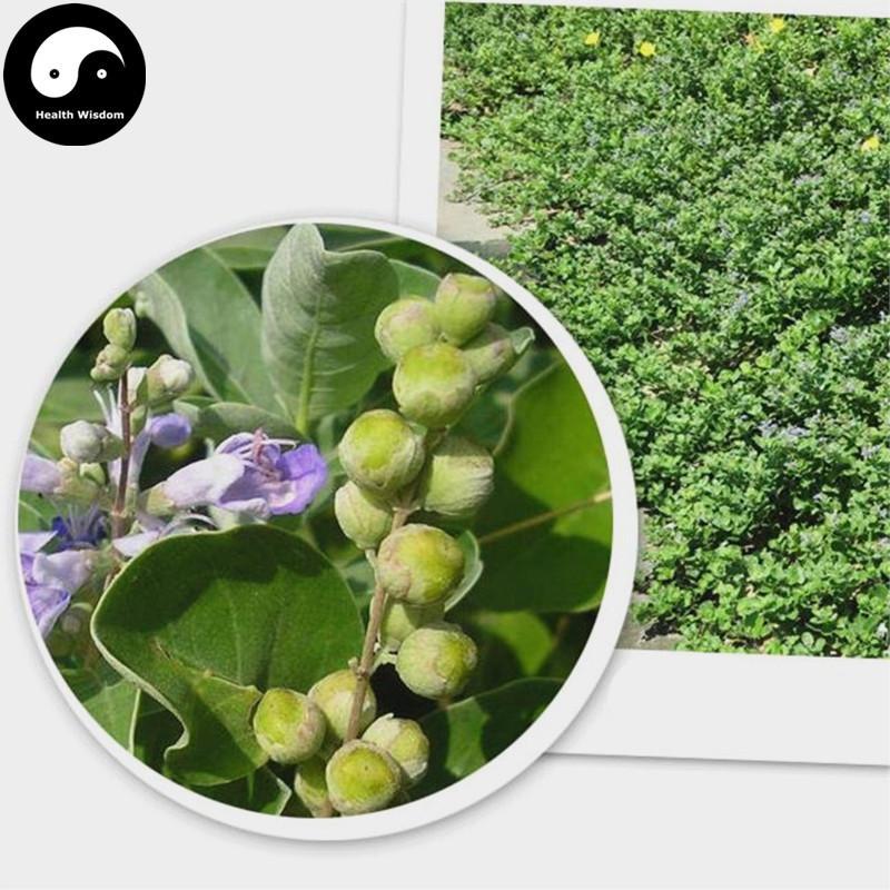 Man Jing Zi 蔓荊子, Fructus Viticis, Shrub Chastetree Fruit-Health Wisdom™
