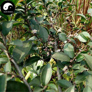 Mao Dong Qing 毛冬青, Pubescent Holly Root, Radix Ilicis Pubescentis-Health Wisdom™