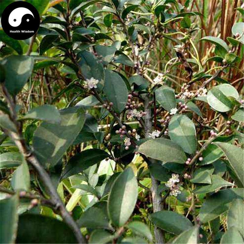 Mao Dong Qing 毛冬青, Pubescent Holly Root, Radix Ilicis Pubescentis-Health Wisdom™