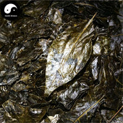Mao Dong Qing 毛冬青葉, Folium Pubescent Holly, Ilicis Pubescentis Leaf-Health Wisdom™