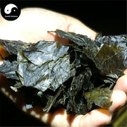 Mao Dong Qing 毛冬青葉, Folium Pubescent Holly, Ilicis Pubescentis Leaf-Health Wisdom™