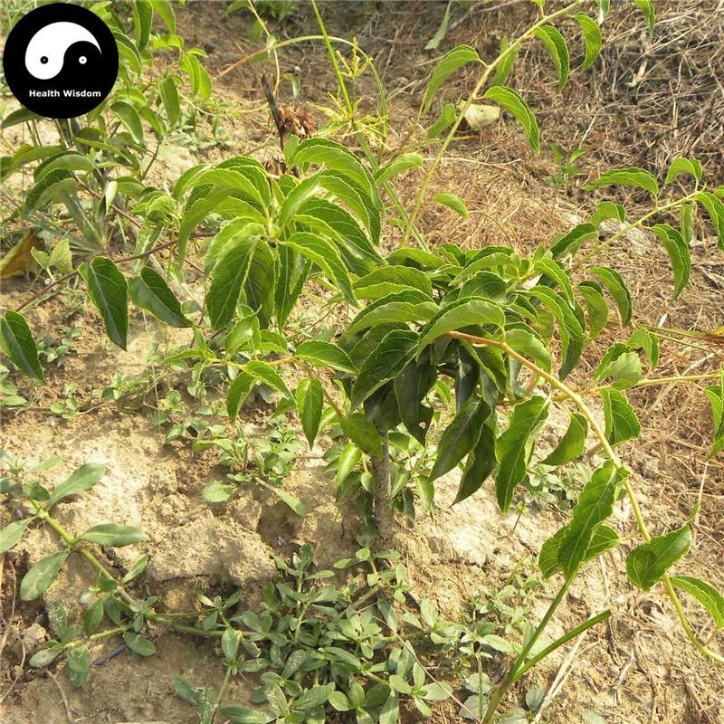 Mao Ren Shen 貓人參, Valvate Actinidia Root, Sha Li Teng-Health Wisdom™