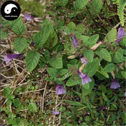 Mao She Xiang 毛麝香, Herba Adenosmatis Glutinosi, Sticky Adenosma Herb, Wu Liang Cao-Health Wisdom™