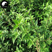 Mao Xu Cao 猫须草, Herba Tea Clerodendranthus Spicatus, Mao Xu Gong, Shen Cha-Health Wisdom™