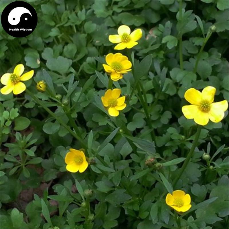 Mao Zhua Cao 貓爪草, Radix Ranunculi Ternati, Ranunculus Ternatus Root, Catclaw Buttercup-Health Wisdom™