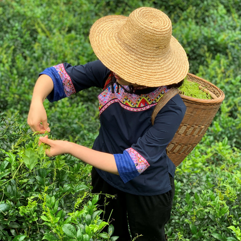 Mei Cha 莓茶, Wild Herb Tea Ampelopsis Grossedentata, Organic Zhang Jia Jie High Moutain Vine Teng Cha 藤茶-Health Wisdom™