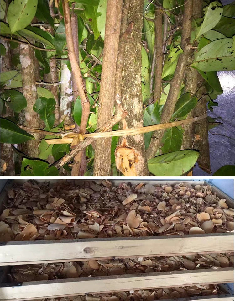Mei Deng Mu 美登木, Yunnan Hooker Mayten, Maytenus Hookeri-Health Wisdom™