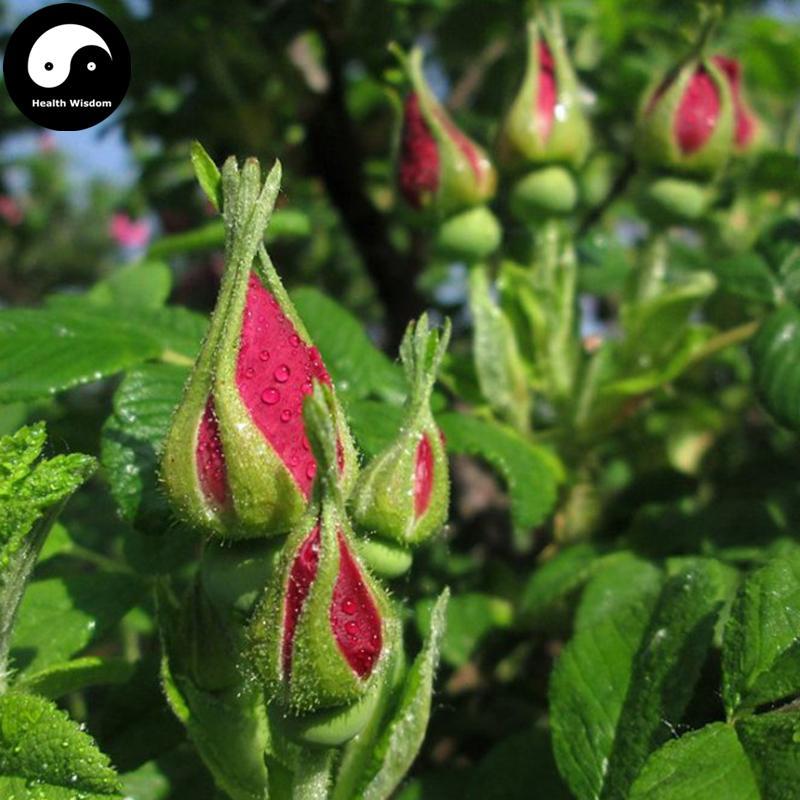 Mei Gui Hua 玫瑰花, Rose Flower, Flos Rosa Rugosa-Health Wisdom™