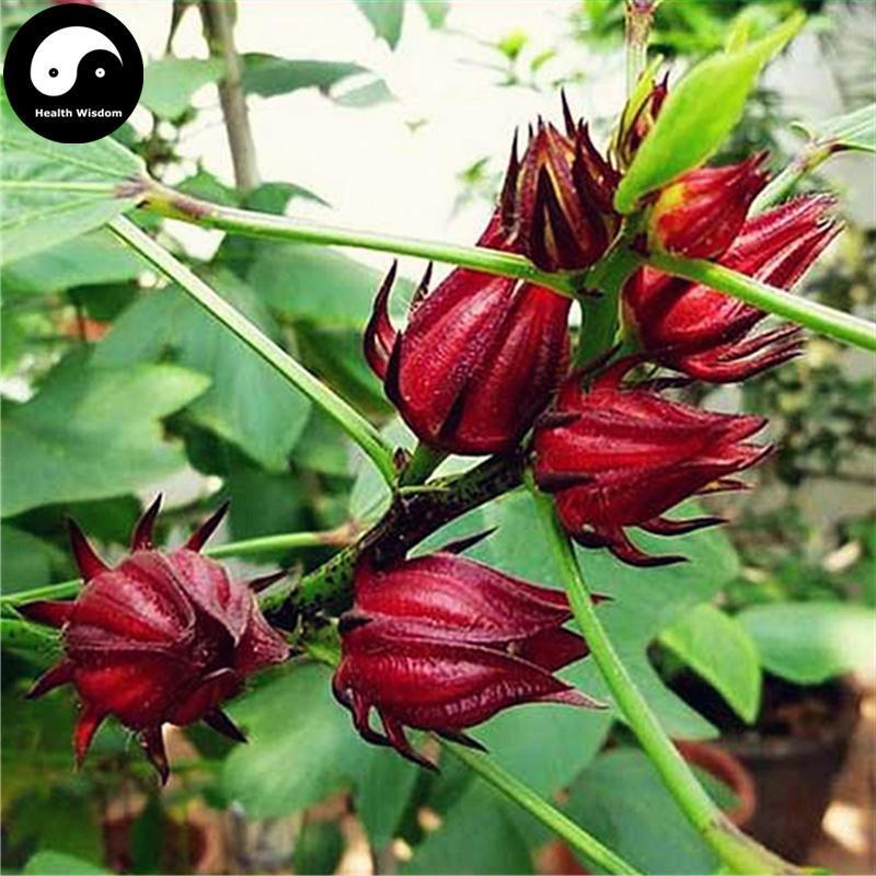 Mei Gui Qie 玫瑰茄, Flos Hibiscus Sabdariffa, Roselle Flower, Luo Shen Hua 洛神花-Health Wisdom™