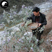 Mi Meng Hua 密蒙花, Flos Buddlejae Pale, Butterflybush Flower-Health Wisdom™