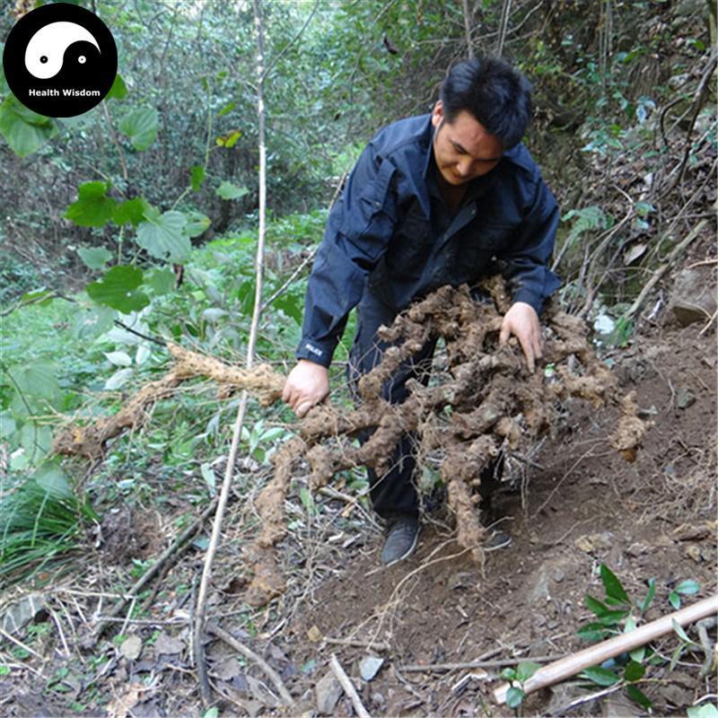 Mian Bi Xie 绵萆薢, Hypoglaucous Collett Yam Rhizome, Rhizoma Dioscoreae Hypoglaucae-Health Wisdom™