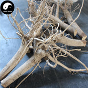 Mian Hua Gen 棉花根, Gossypium Herbaceum Root, Radix Gossypium-Health Wisdom™