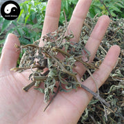 Mo Han Lian 墨旱蓮, Herba Ecliptae, Han Lian Cao, Yerbadetajo Herb-Health Wisdom™