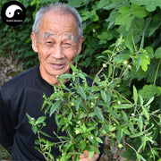 Mo Han Lian 墨旱蓮, Herba Ecliptae, Han Lian Cao, Yerbadetajo Herb-Health Wisdom™