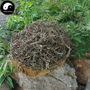 Mo Han Lian 墨旱蓮, Herba Ecliptae, Han Lian Cao, Yerbadetajo Herb-Health Wisdom™