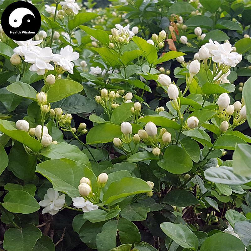 Mo Li Hua 茉莉花, Arabian Jasmine Flower, Flos Jasmini Sambac-Health Wisdom™