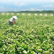 Mo Li Hua Ye Cha 茉莉花叶茶, Jasminum Sambac Leaf Tea, Guangxi Jasmine Leaves Tea-Health Wisdom™