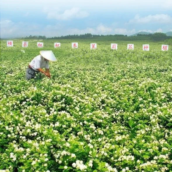 Mo Li Hua Ye Cha 茉莉花叶茶, Jasminum Sambac Leaf Tea, Guangxi Jasmine Leaves Tea-Health Wisdom™