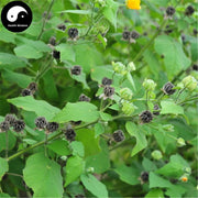 Mo Pan Cao 磨盤草, Herba Abutilon Indicum-Health Wisdom™
