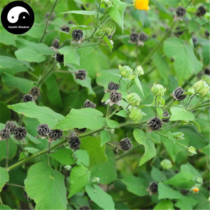 Mo Pan Cao 磨盤草, Herba Abutilon Indicum-Health Wisdom™