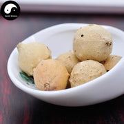 Mo Shi Zi 没食子, Quercus Infectoria Oliv, Oak Gall-Health Wisdom™