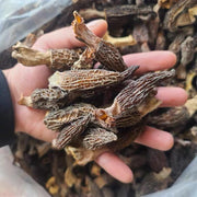Morchella Vulgaris Mushroom, Chinese Rare Morels, Yang Du Jun 羊肚菌-Health Wisdom™
