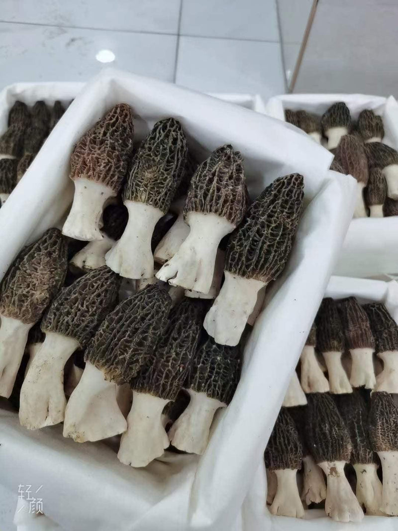 Morchella Vulgaris Mushroom, Chinese Rare Morels, Yang Du Jun 羊肚菌-Health Wisdom™