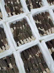 Morchella Vulgaris Mushroom, Chinese Rare Morels, Yang Du Jun 羊肚菌-Health Wisdom™
