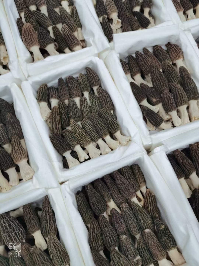Morchella Vulgaris Mushroom, Chinese Rare Morels, Yang Du Jun 羊肚菌-Health Wisdom™