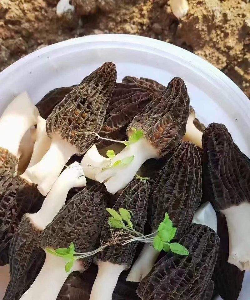 Morchella Vulgaris Mushroom, Chinese Rare Morels, Yang Du Jun 羊肚菌-Health Wisdom™