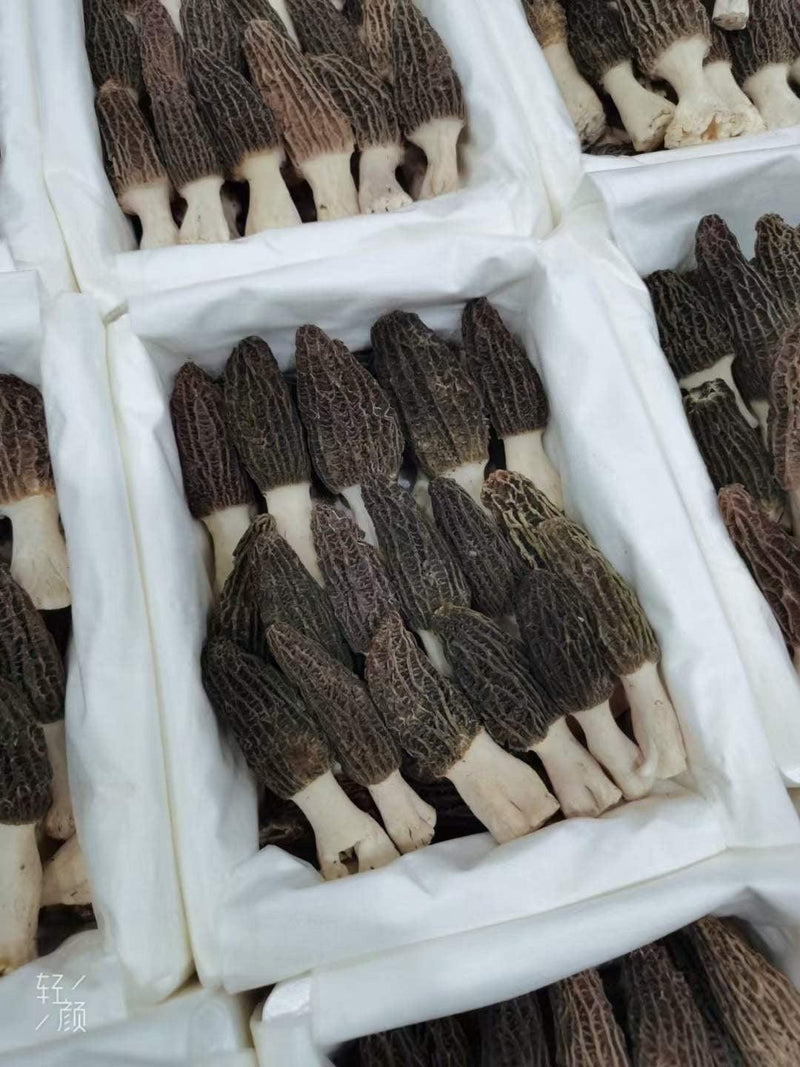 Morchella Vulgaris Mushroom, Chinese Rare Morels, Yang Du Jun 羊肚菌-Health Wisdom™