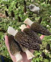 Morchella Vulgaris Mushroom, Chinese Rare Morels, Yang Du Jun 羊肚菌-Health Wisdom™