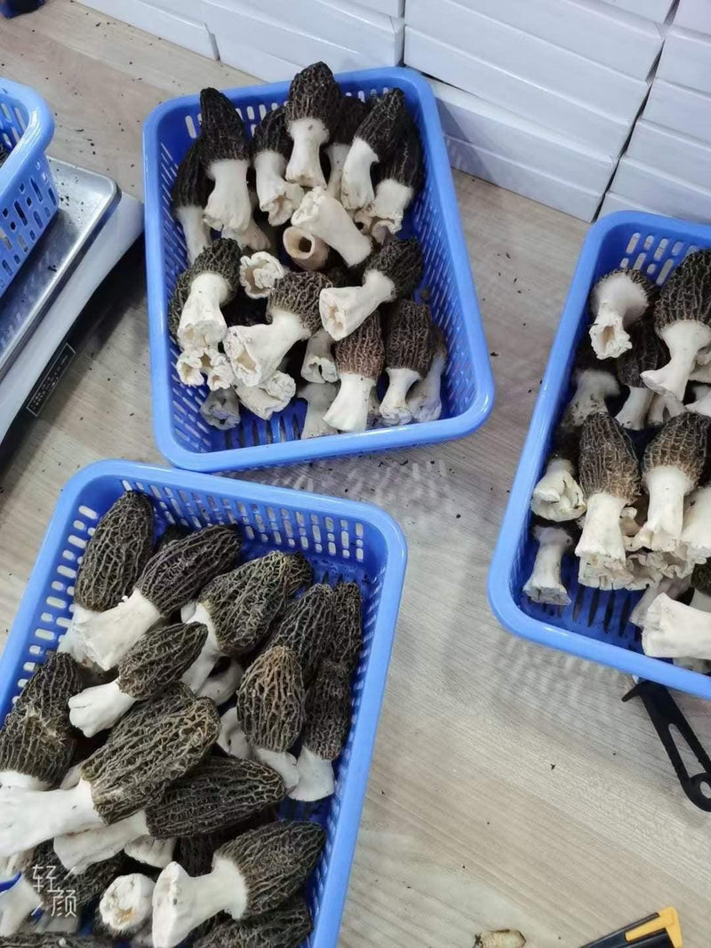 Morchella Vulgaris Mushroom, Chinese Rare Morels, Yang Du Jun 羊肚菌-Health Wisdom™