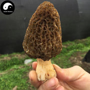 Morchella Vulgaris Mushroom, Chinese Rare Morels, Yang Du Jun 羊肚菌-Health Wisdom™