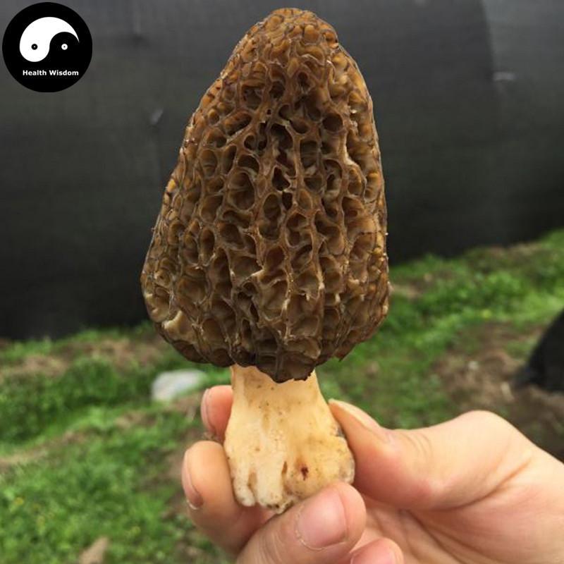 Morchella Vulgaris Mushroom, Chinese Rare Morels, Yang Du Jun 羊肚菌-Health Wisdom™