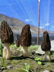 Morchella Vulgaris Mushroom, Chinese Rare Morels, Yang Du Jun 羊肚菌-Health Wisdom™