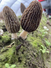 Morchella Vulgaris Mushroom, Chinese Rare Morels, Yang Du Jun 羊肚菌-Health Wisdom™
