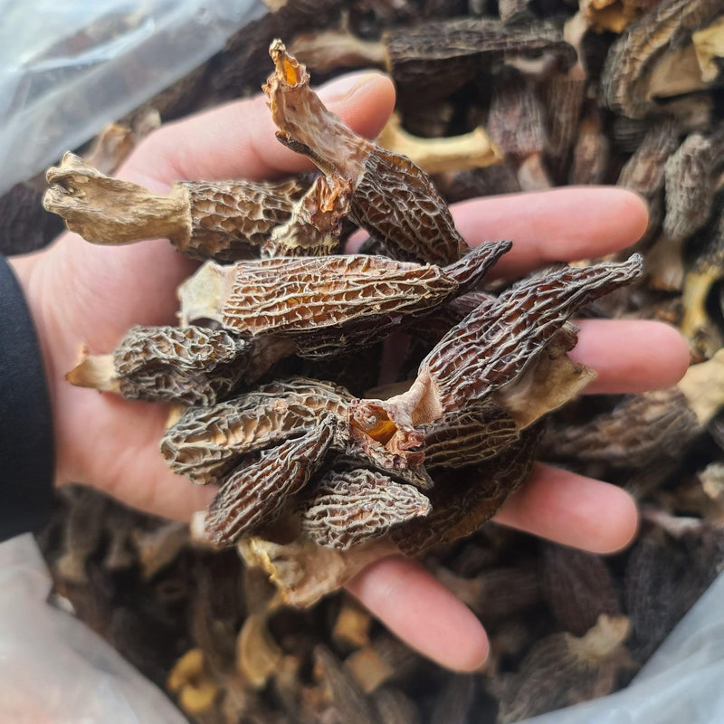 Morchella Vulgaris Mushroom, Chinese Rare Morels, Yang Du Jun 羊肚菌-Health Wisdom™