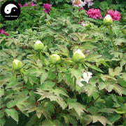 Mu Dan Hua 牡丹花, Peony Flower, Flos Paeonia Suffruticosa-Health Wisdom™