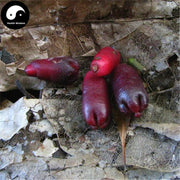 Mu Ding Xiang 母丁香, Clove Fruit, Fructus Syzygium Aromaticum, Ji She Xiang-Health Wisdom™