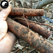 Mu Fu Rong Gen 木芙蓉根, Radix Hibisci Mutabilis, Cottonrose Hibiscus Root-Health Wisdom™