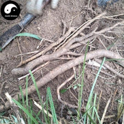 Mu Fu Rong Gen 木芙蓉根, Radix Hibisci Mutabilis, Cottonrose Hibiscus Root-Health Wisdom™