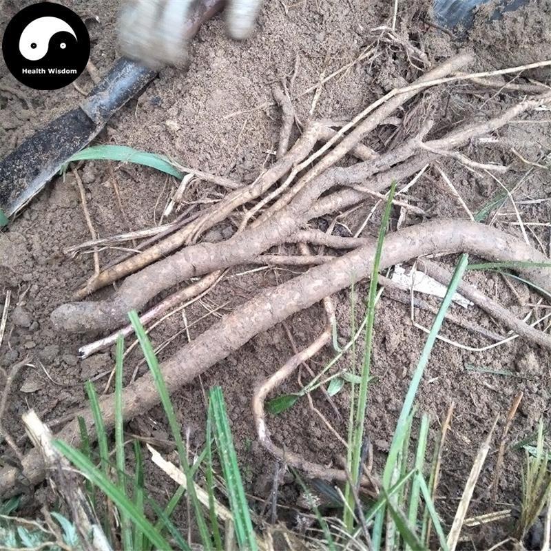 Mu Fu Rong Gen 木芙蓉根, Radix Hibisci Mutabilis, Cottonrose Hibiscus Root-Health Wisdom™