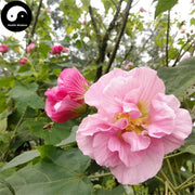 Mu Fu Rong Hua 木芙蓉花, Flos Hibisci Mutabilis, Cottonrose Hibiscus Flower-Health Wisdom™