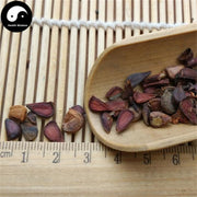 Mu Gua Zi 木瓜籽, Fructus Chaenomelis, Common Flowering Quince Fruit, Chinese Quince Fruit-Health Wisdom™