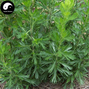Mu Hao 牡蒿, Herba Artemisis Japonica Leaf, Japanese Wormwood Herb-Health Wisdom™