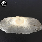 Mu Hu Die 木蝴蝶, Yu Hu Die, Qiang Zhang Zhi, Semen Oroxyli, Indian Trum etflower Seed-Health Wisdom™