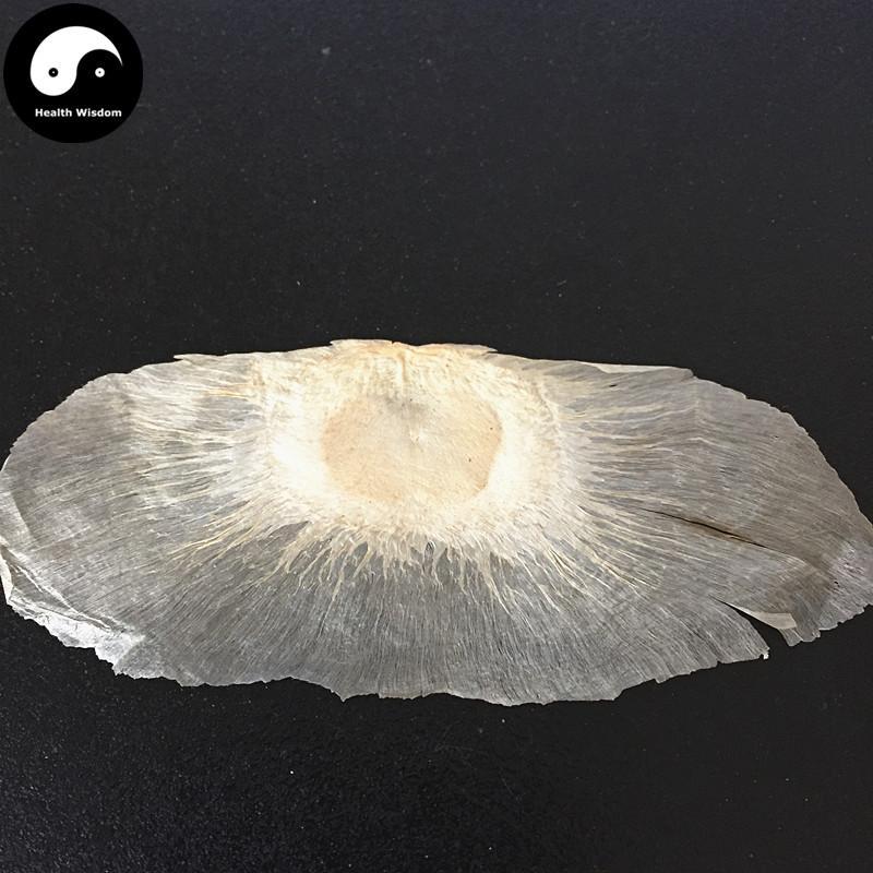 Mu Hu Die 木蝴蝶, Yu Hu Die, Qiang Zhang Zhi, Semen Oroxyli, Indian Trum etflower Seed-Health Wisdom™