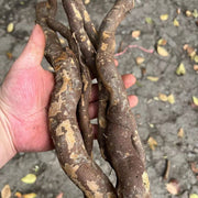 Mu Jiang Zi Gen 木姜子根, Litsea Euosma Roots, Radix Litseamollis, Shan Hu Jiao Gen-Health Wisdom™